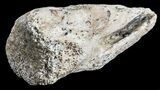 Small Struthiomimus Toe Claw - Montana #52811-3